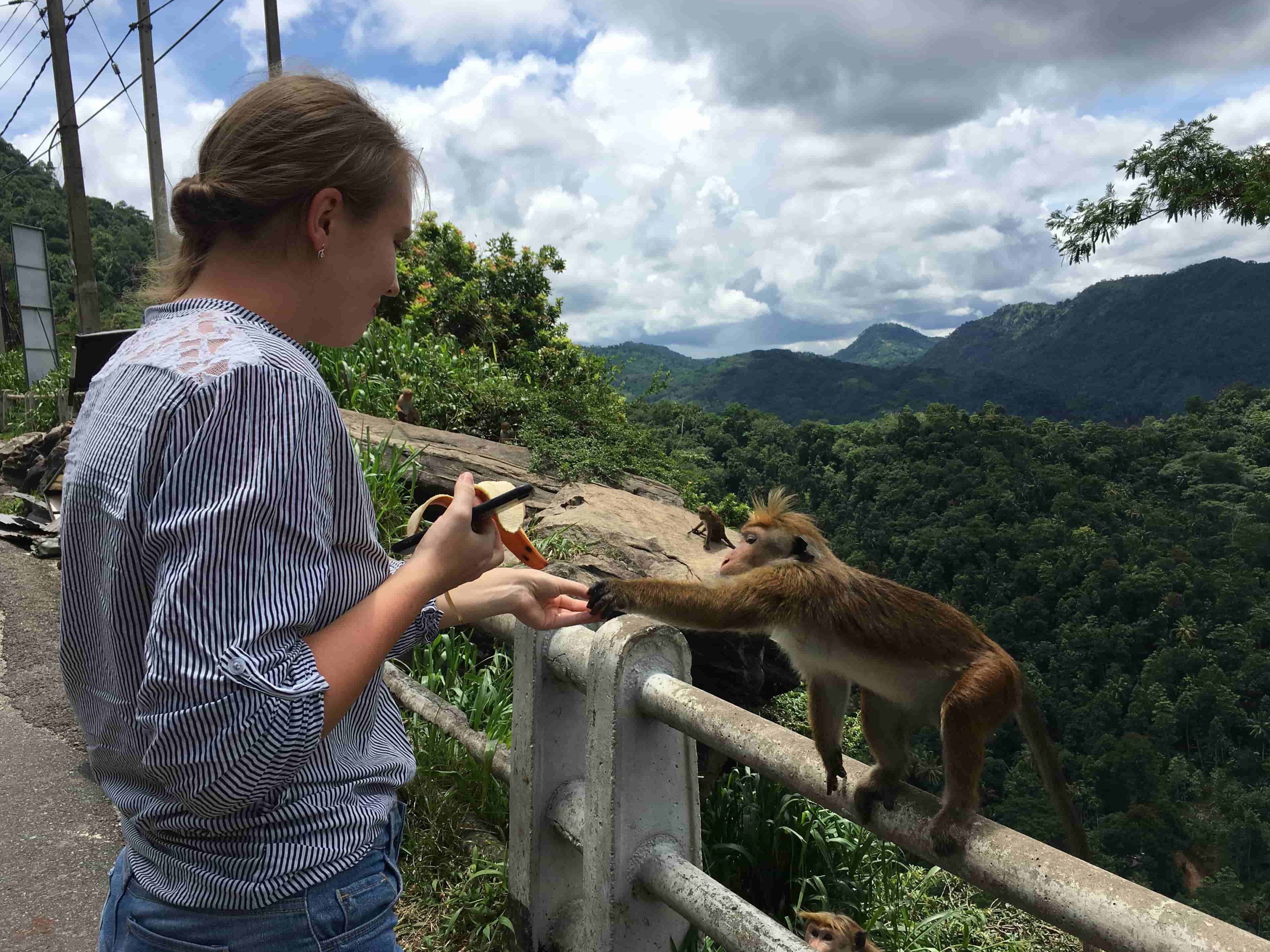 Турист кормит обезьянку