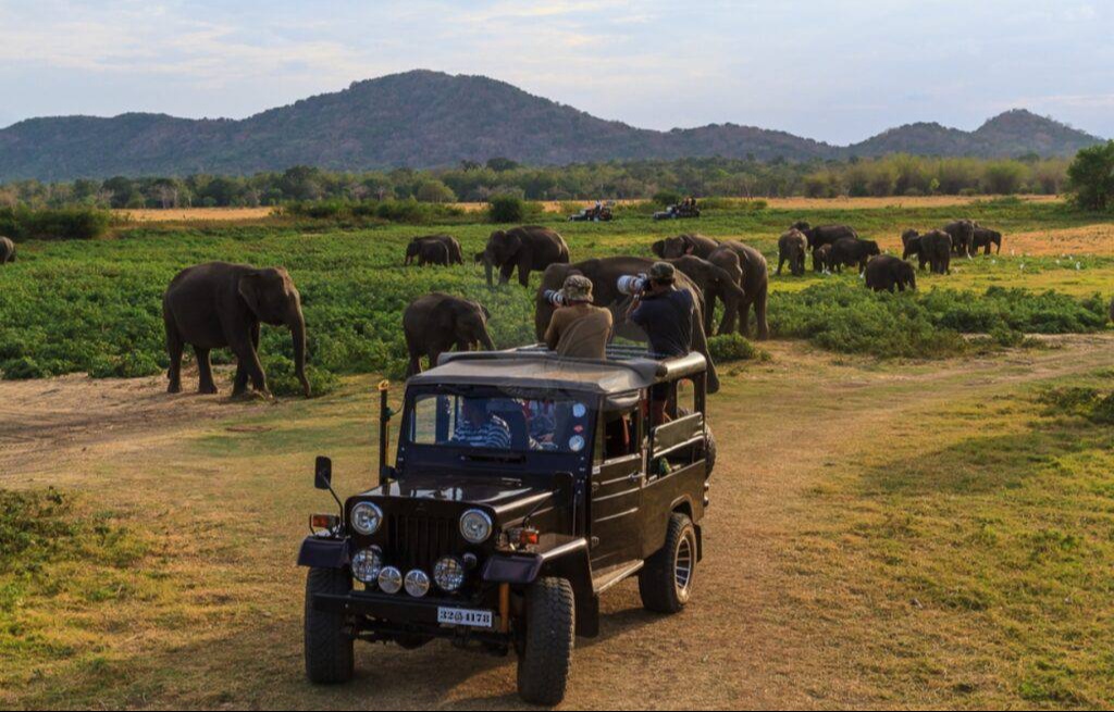Туристы на джипе наблюдают за слонами