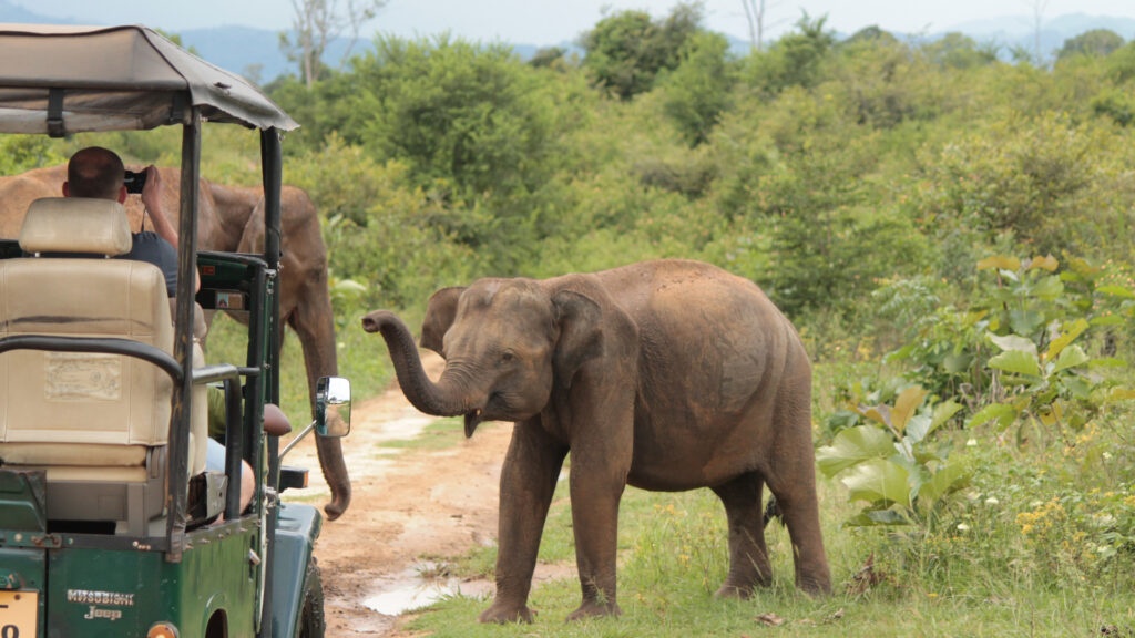 Слон возле джипа с туристами