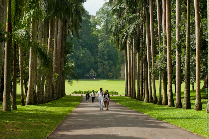 Люди среди пальм в Королевском ботаническом саду