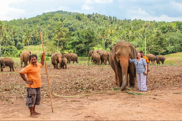 Туристка, погонщик слона и слоны