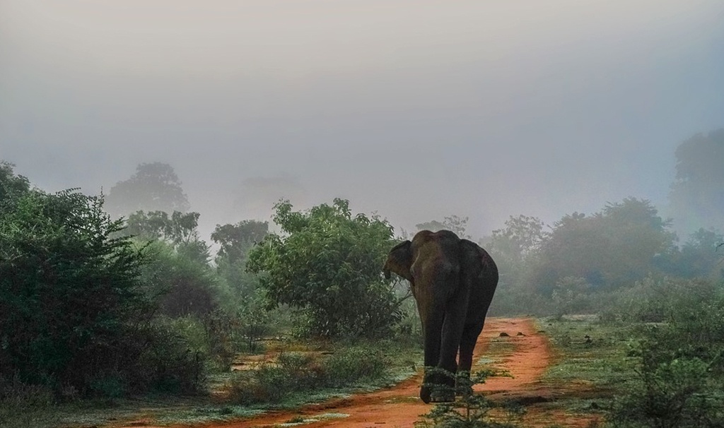 Слон в джунглях