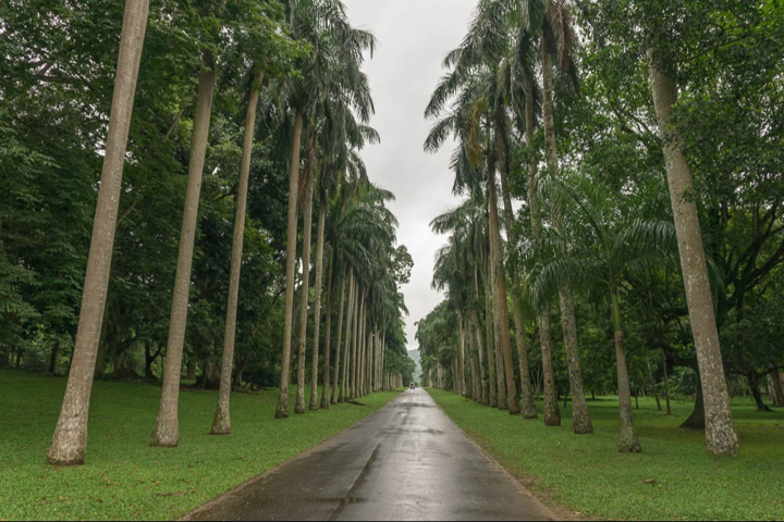 Дорога из пальм в Королевском ботаническом саду