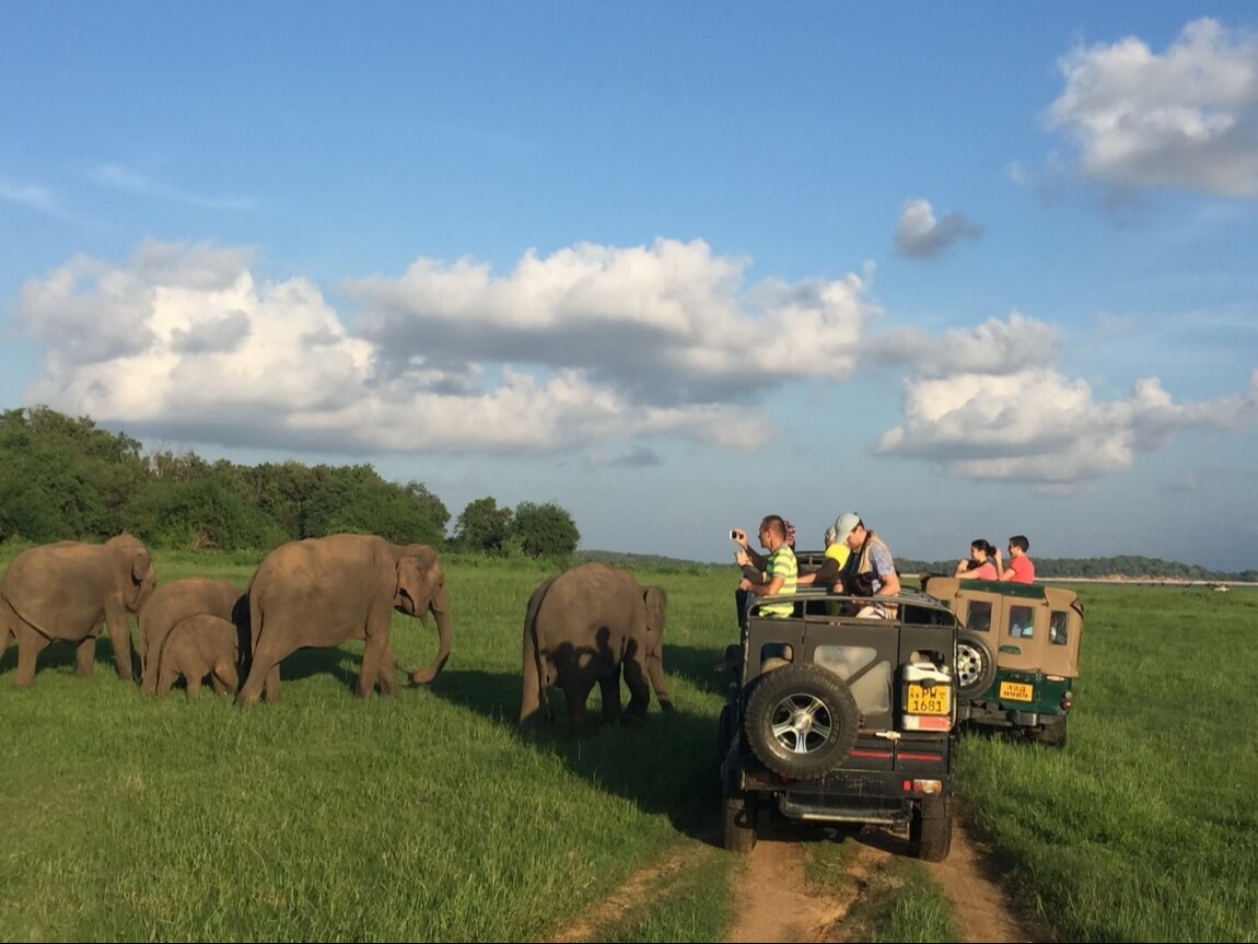 Туристы на джипе со слонами