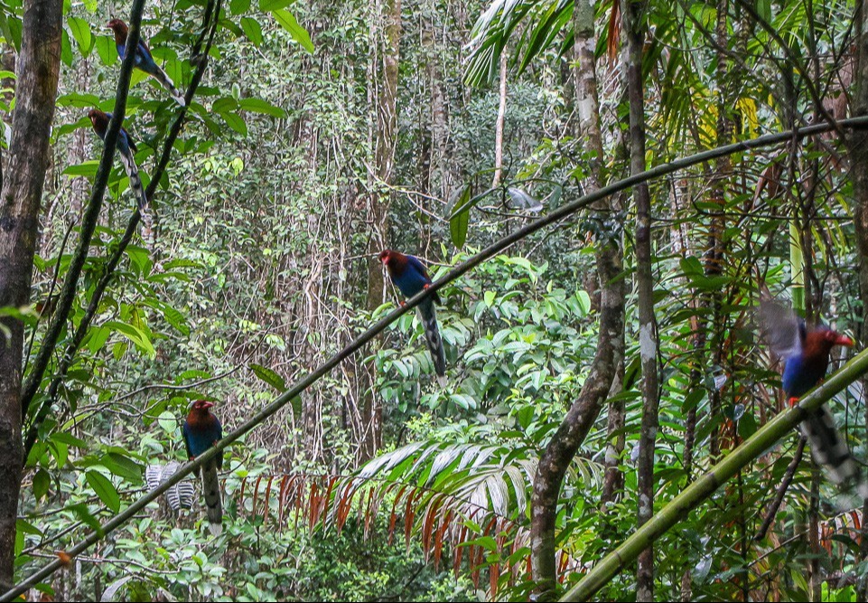 Птицы на ветках в лесу Синхараджа