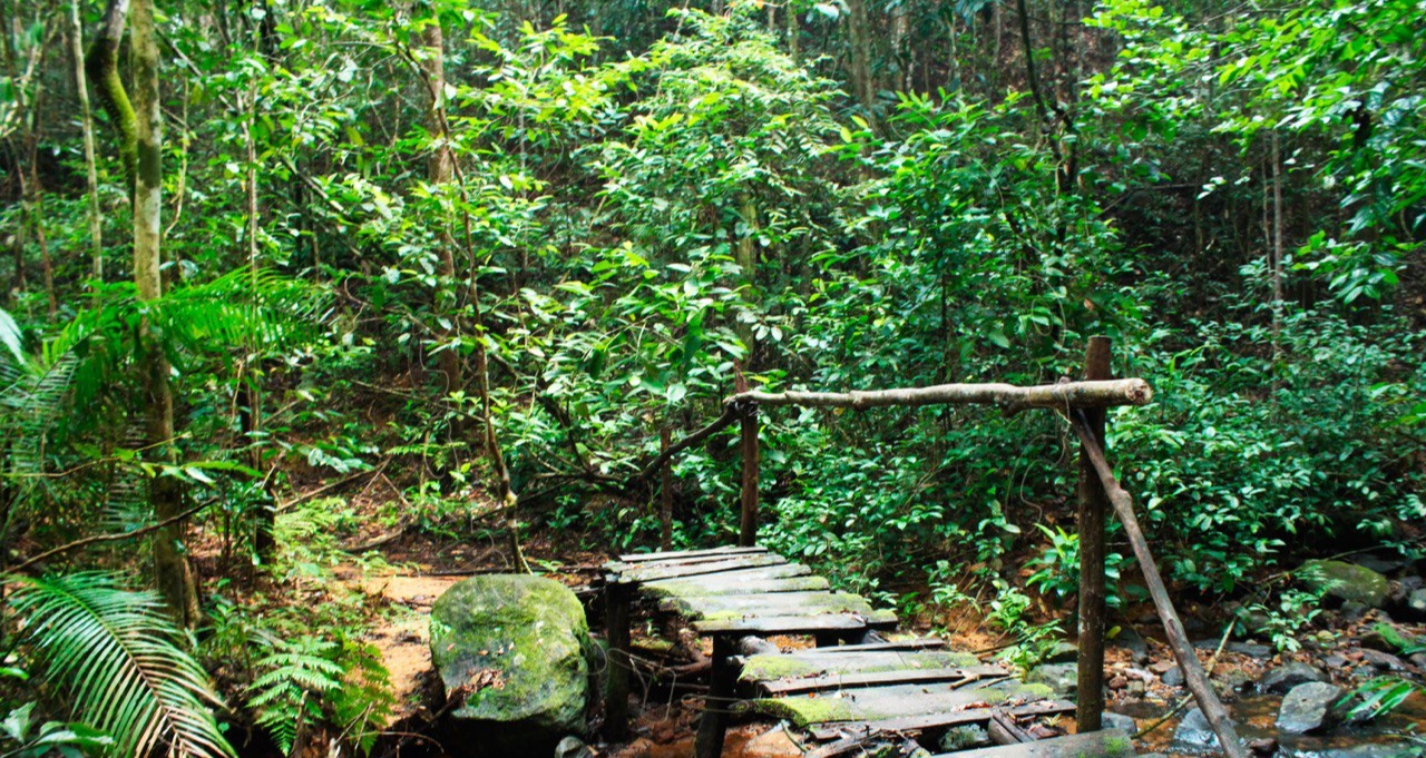 Деревяный мост в лесу Синхараджа