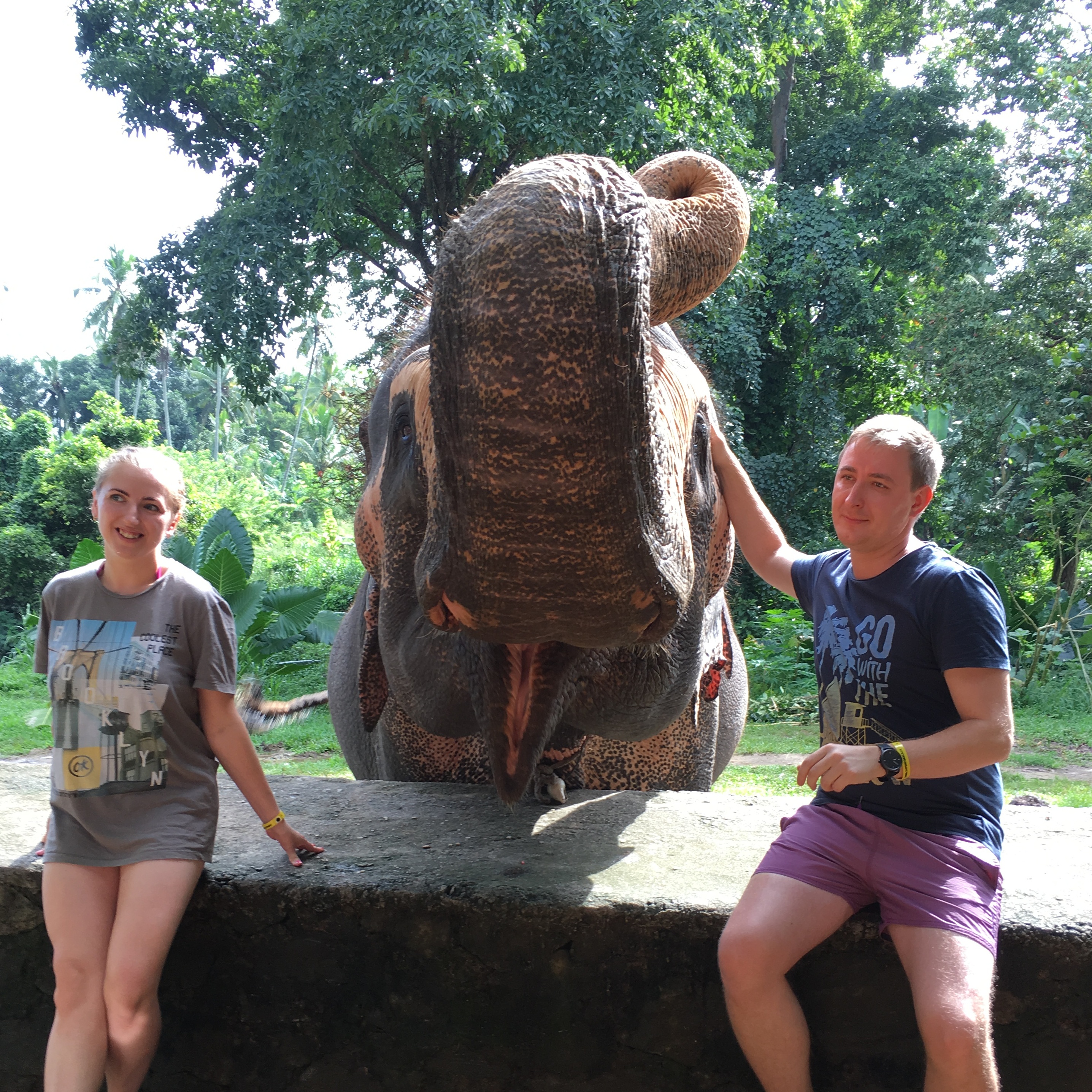 Туристы со слоном