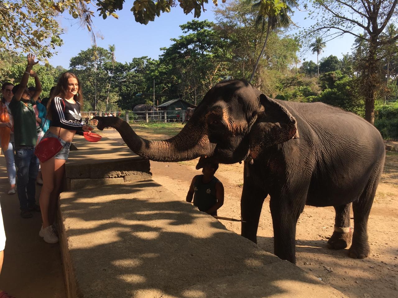 Туристка кормит слона