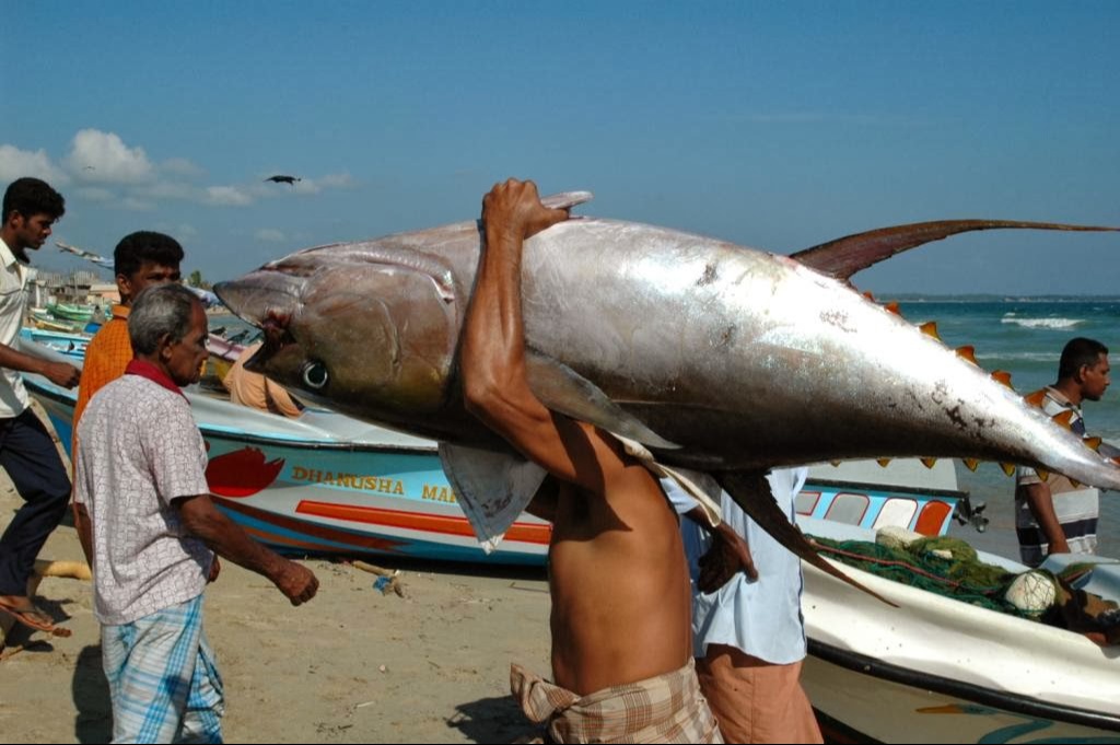 Сингалец несёт на плече большого тунца
