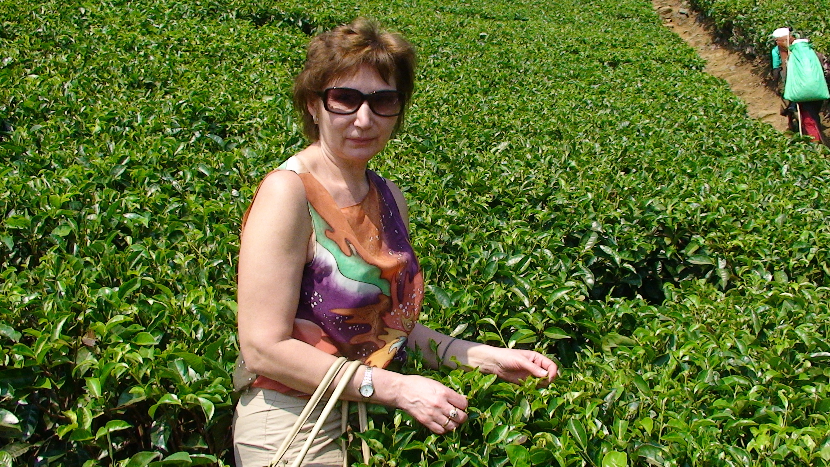 Туристка на чайной плантации