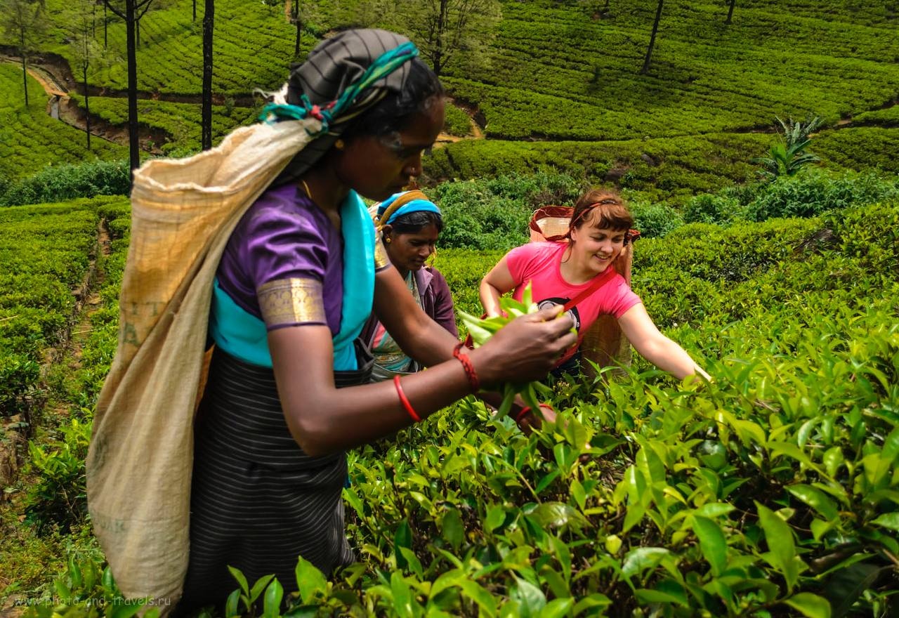 Туристка и рабочие на чайной плантации