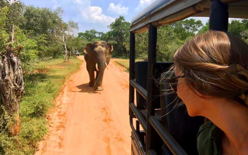 Слон бежит за джипом с туристами