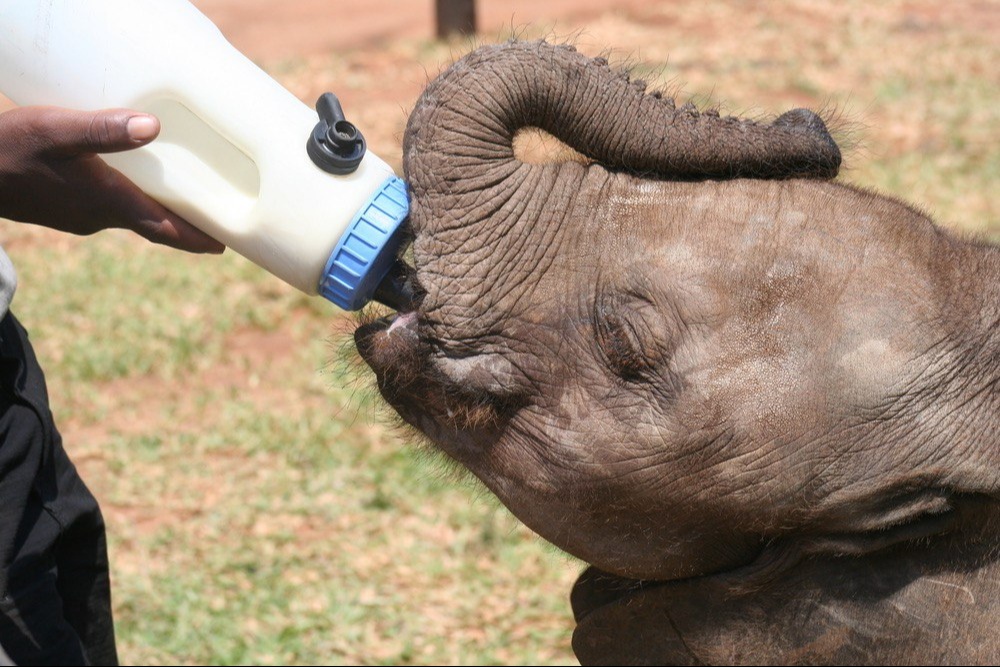 Слонёнка кормят молоком