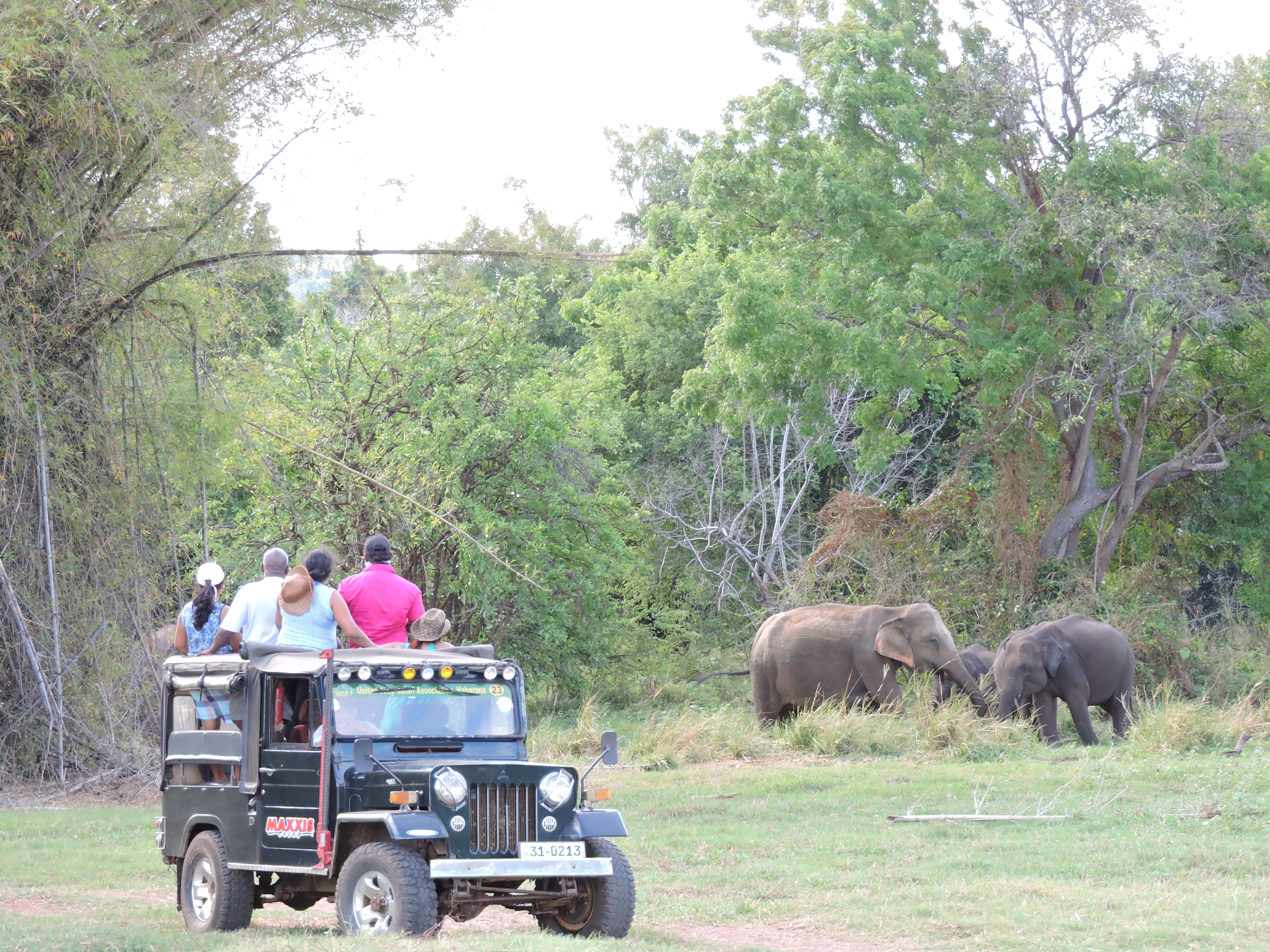Туристы на джипе наблюдают за слона
