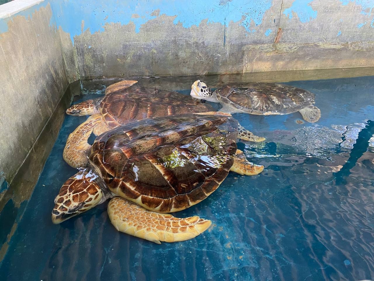 Черепахи в бассейне